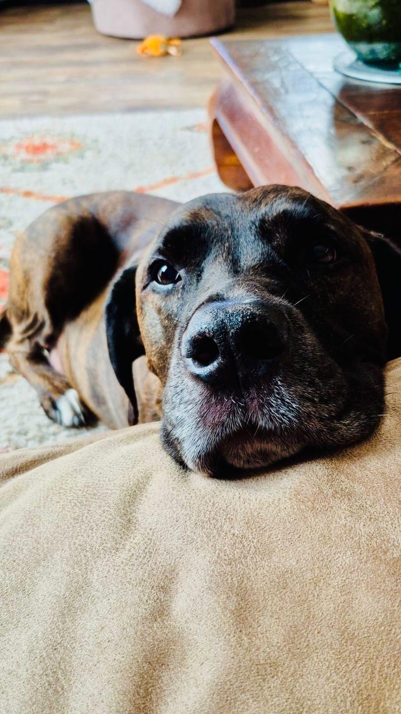 Een hond kijkt rustig en nieuwsgierig naar de camera