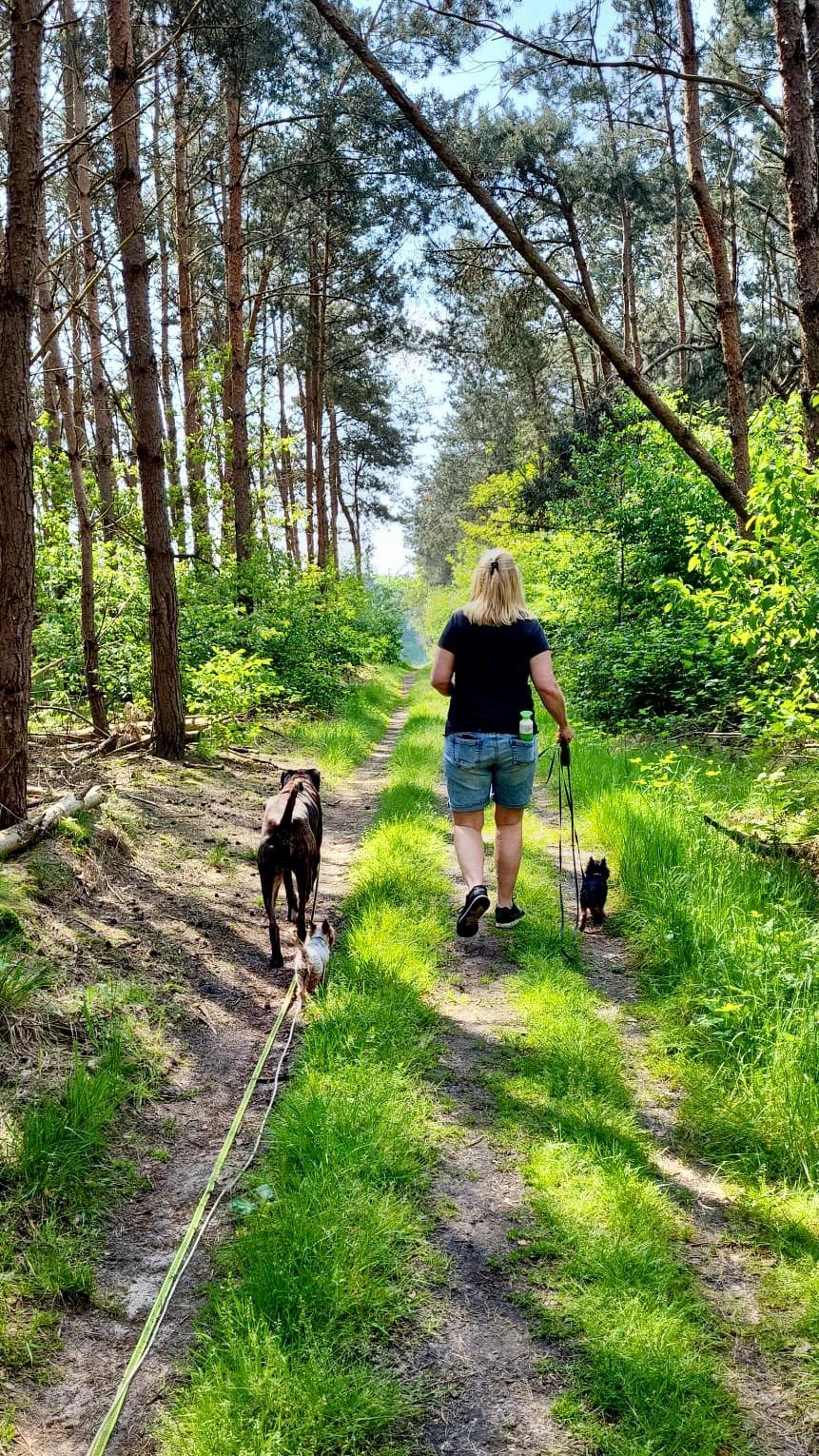Wandeling met honden op een groen bospad